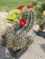Preview: Echinocereus polyacanthus